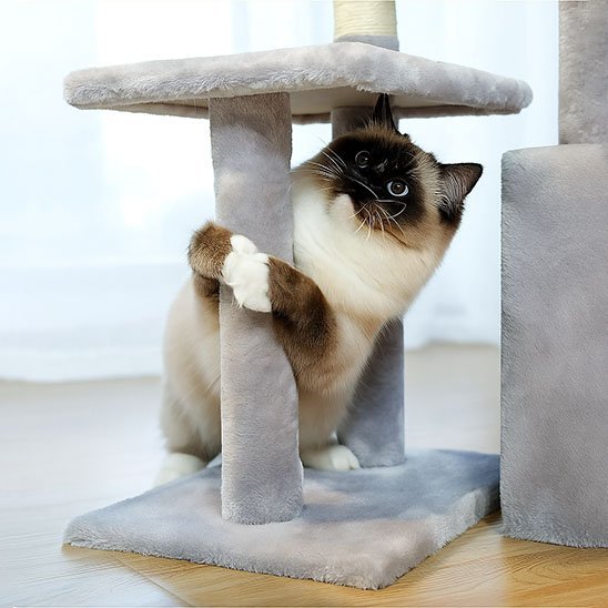  chat au pelage clair et au masque sombre agrippant un poteau gris sous une plateforme d’arbre à chat.