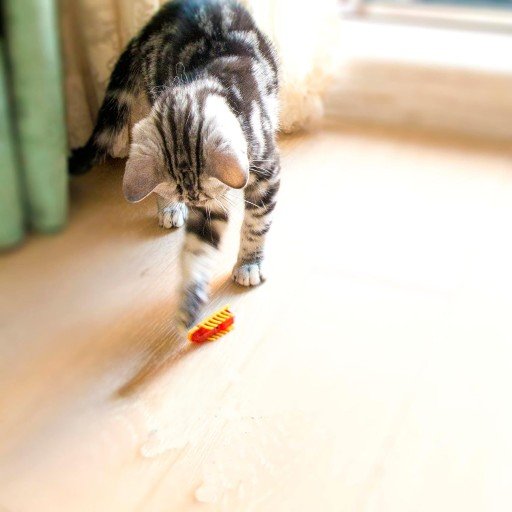 MiniInsecteToy™ - Scarabée Jaune - Royaumedechat.com